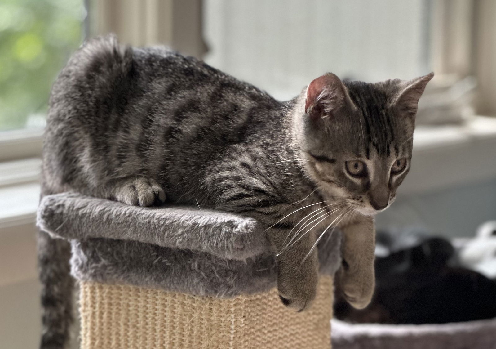 Bravo, an adoptable Domestic Short Hair, Tabby in Traverse City, MI, 49686 | Photo Image 3