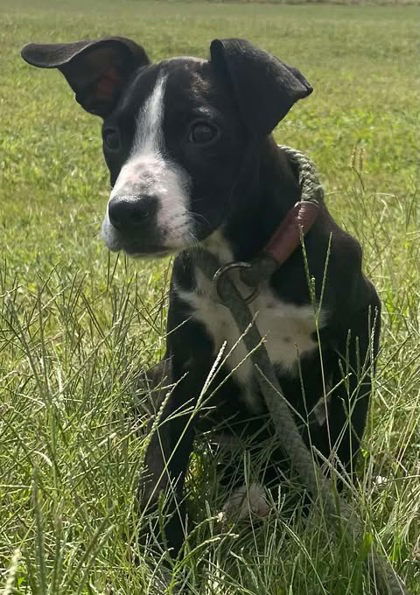 Bret Michaels photo 1