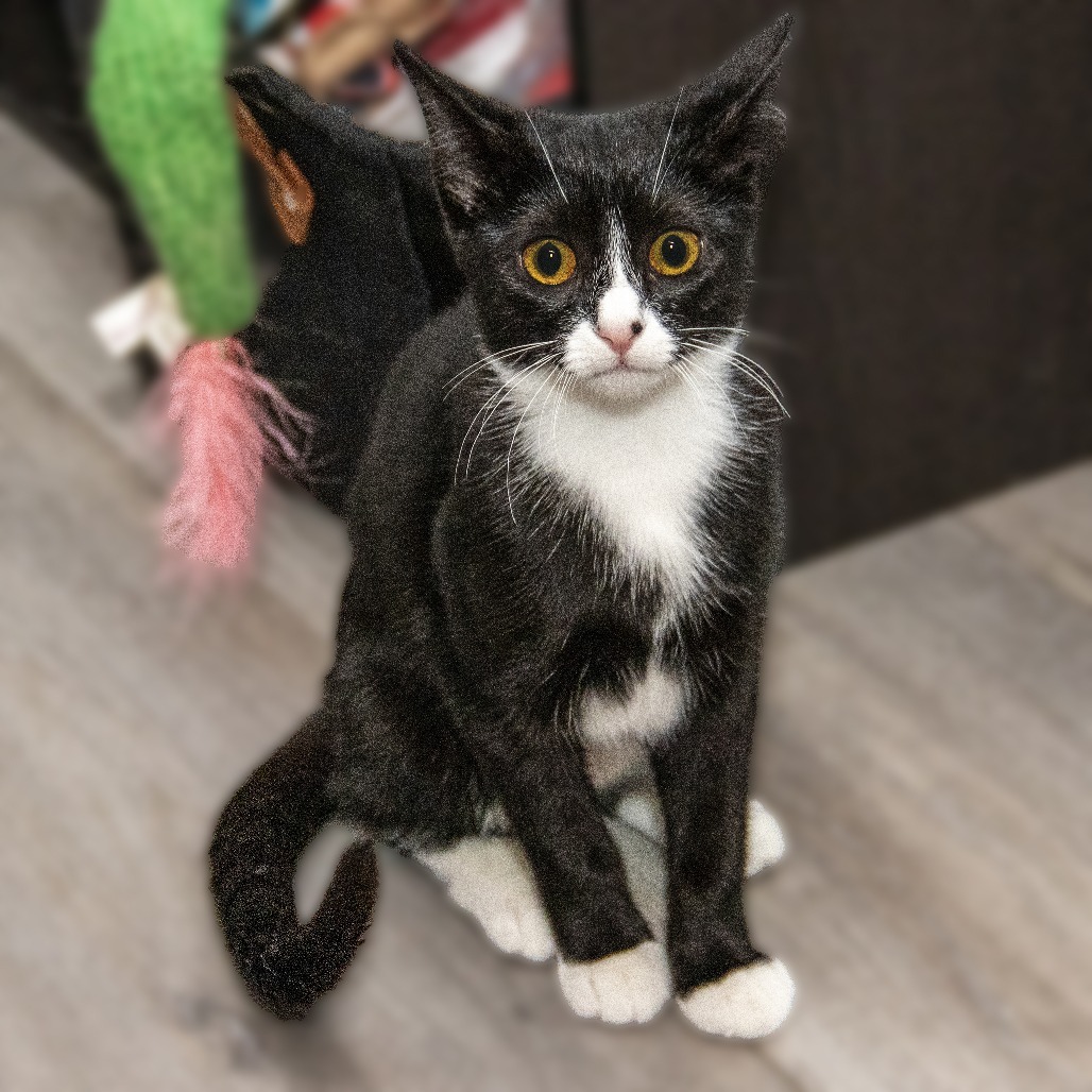 Edith, an adoptable Domestic Short Hair in Wichita, KS, 67208 | Photo Image 1