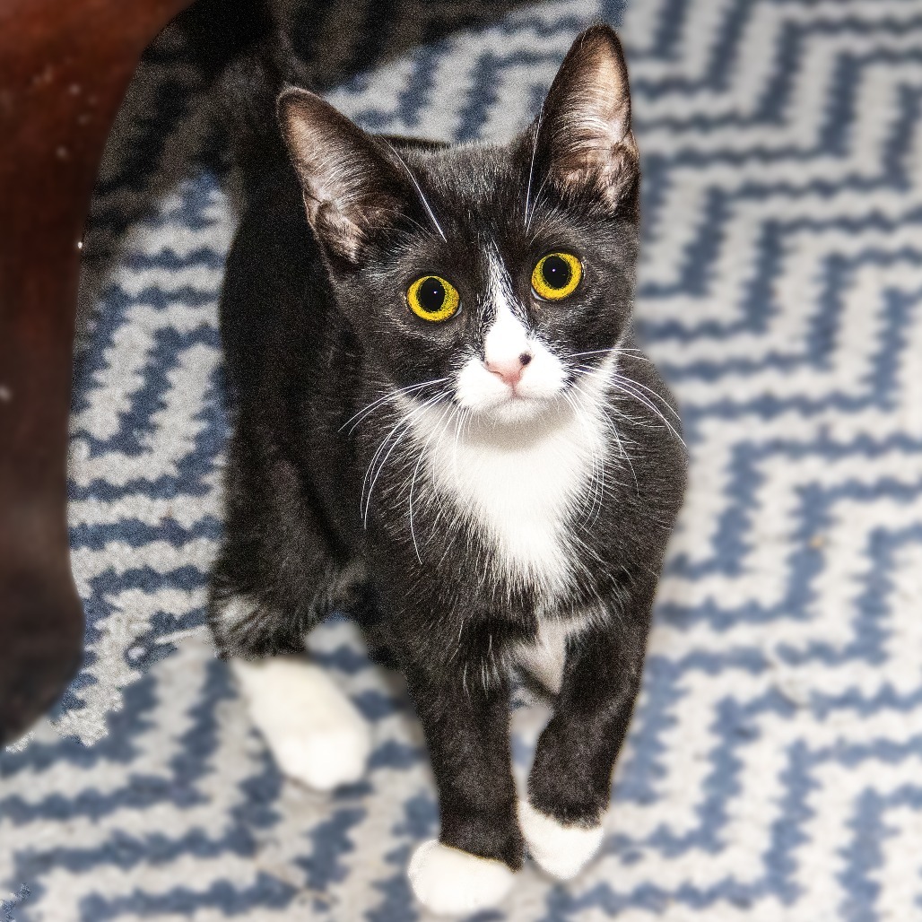 Edith, an adoptable Domestic Short Hair in Wichita, KS, 67208 | Photo Image 2