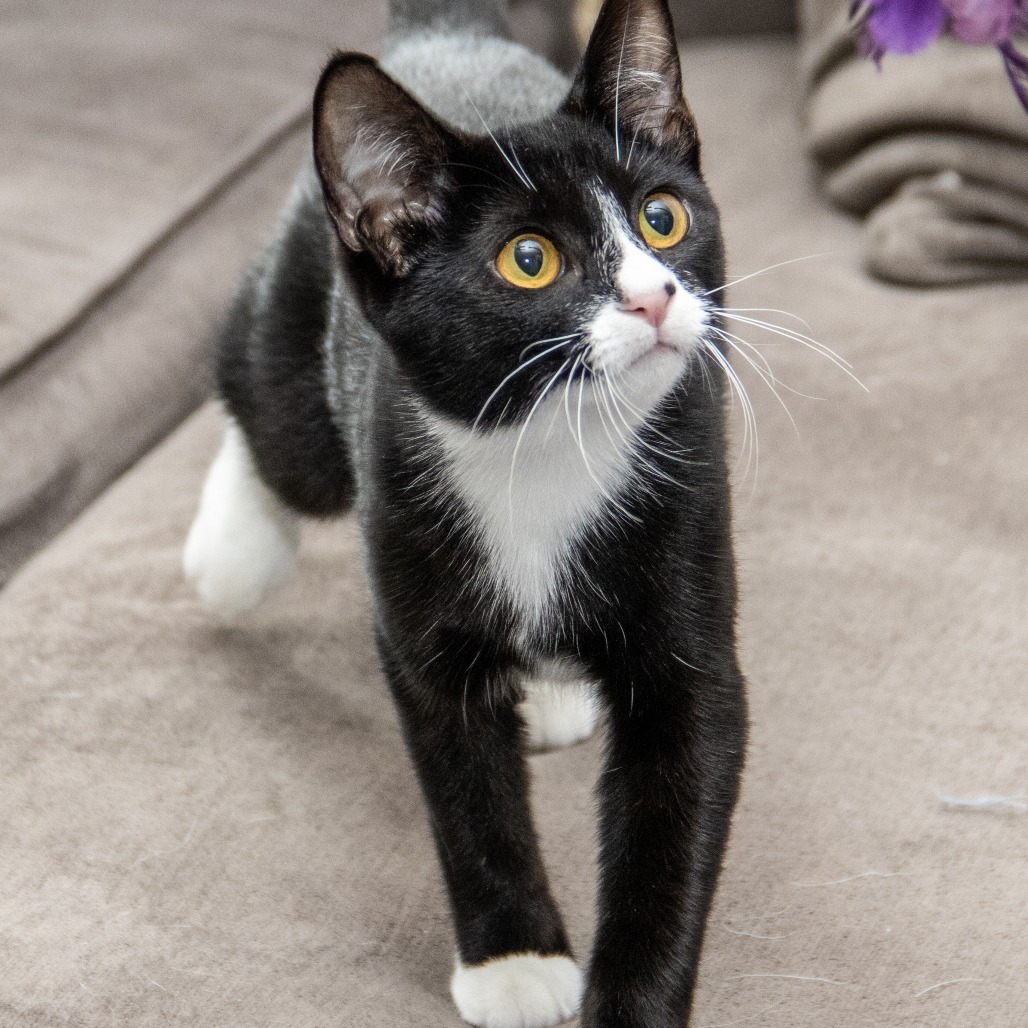 Edith, an adoptable Domestic Short Hair in Wichita, KS, 67208 | Photo Image 3
