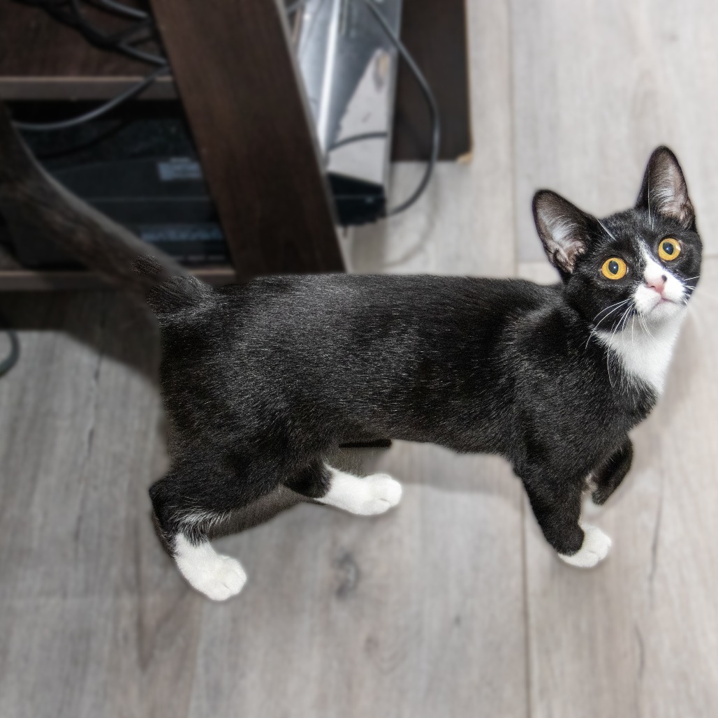 Edith, an adoptable Domestic Short Hair in Wichita, KS, 67208 | Photo Image 4