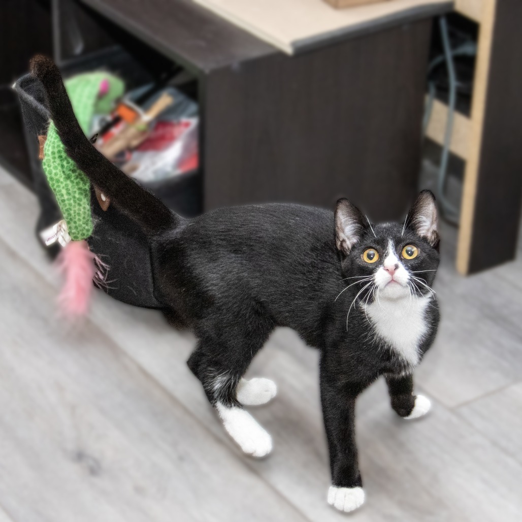 Edith, an adoptable Domestic Short Hair in Wichita, KS, 67208 | Photo Image 5