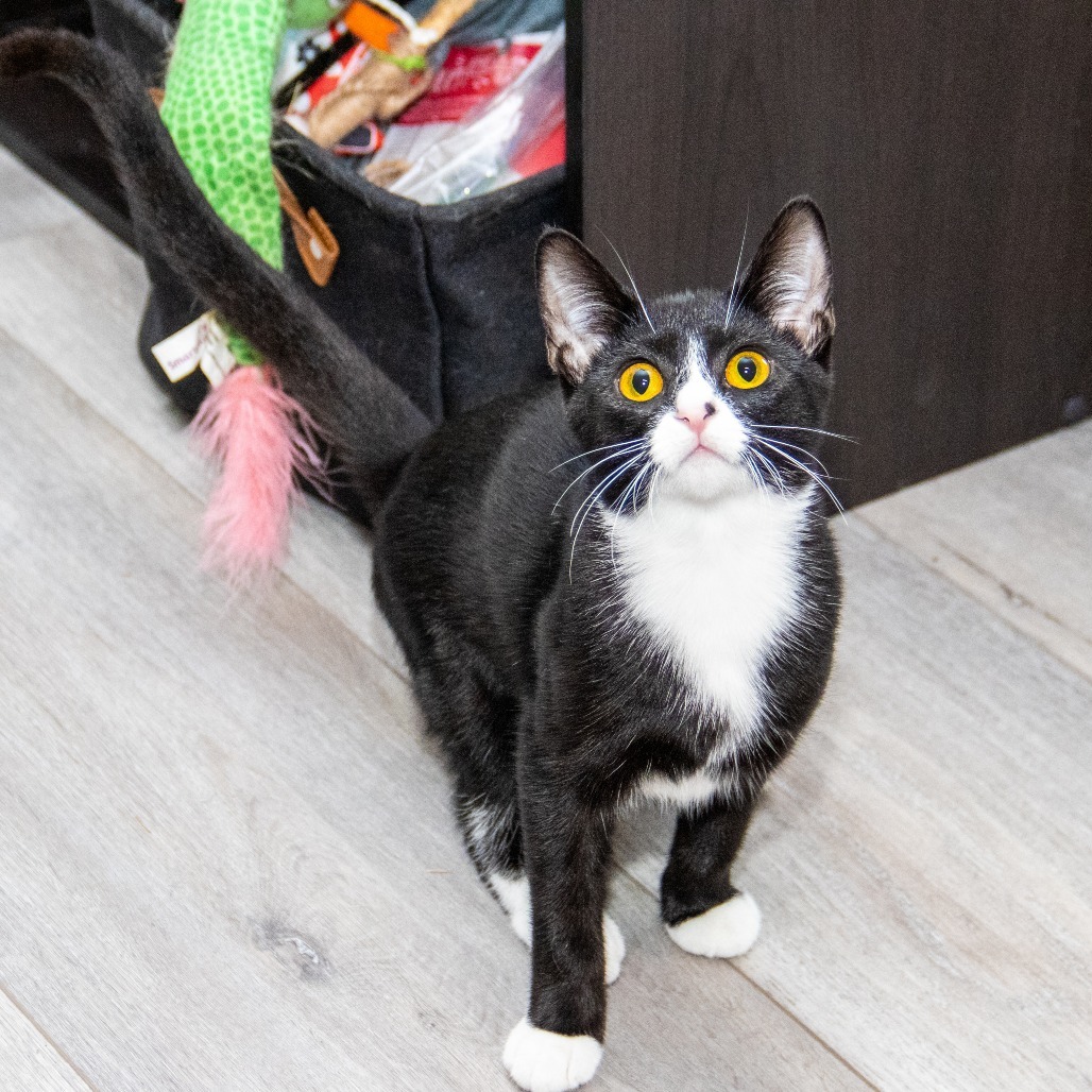 Edith, an adoptable Domestic Short Hair in Wichita, KS, 67208 | Photo Image 6