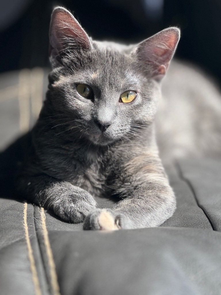 Cucamelon, an adoptable Domestic Medium Hair in Fort Lupton, CO, 80621 | Photo Image 1