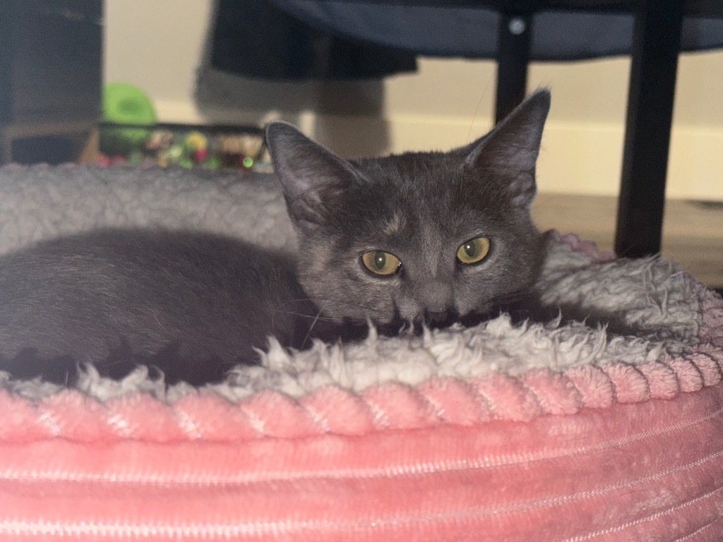 Cucamelon, an adoptable Domestic Medium Hair in Fort Lupton, CO, 80621 | Photo Image 2