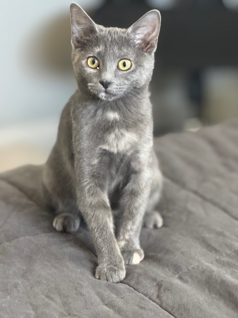 Cucamelon, an adoptable Domestic Medium Hair in Fort Lupton, CO, 80621 | Photo Image 3