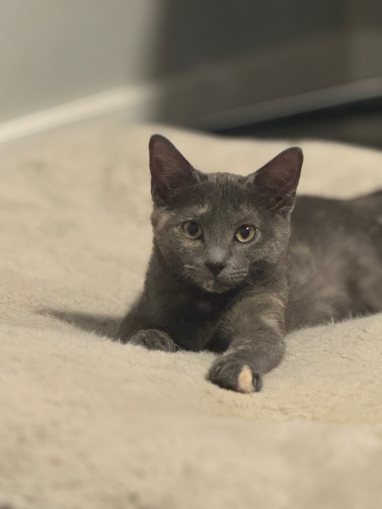 Cucamelon, an adoptable Domestic Medium Hair in Fort Lupton, CO, 80621 | Photo Image 4