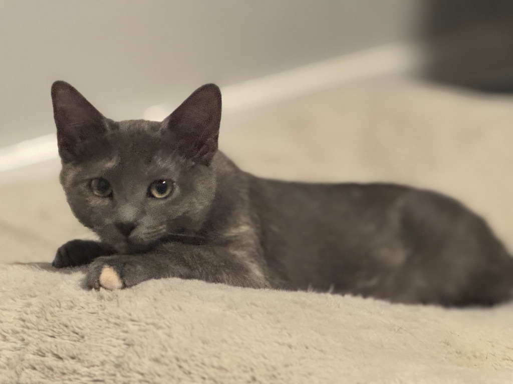 Cucamelon, an adoptable Domestic Medium Hair in Fort Lupton, CO, 80621 | Photo Image 5