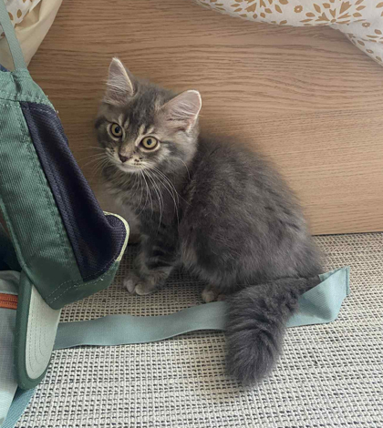 Michel