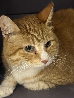 Simon