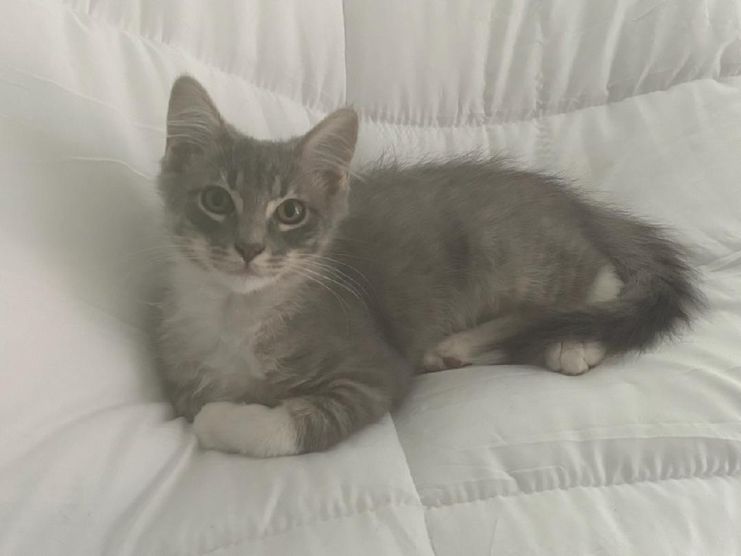 Skittles, an adoptable Domestic Medium Hair in Twin Falls, ID, 83301 | Photo Image 1
