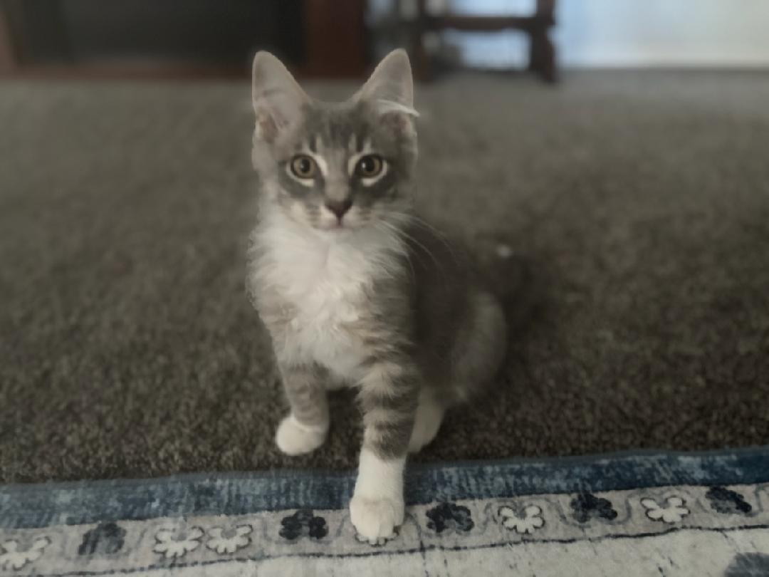Skittles, an adoptable Domestic Medium Hair in Twin Falls, ID, 83301 | Photo Image 2