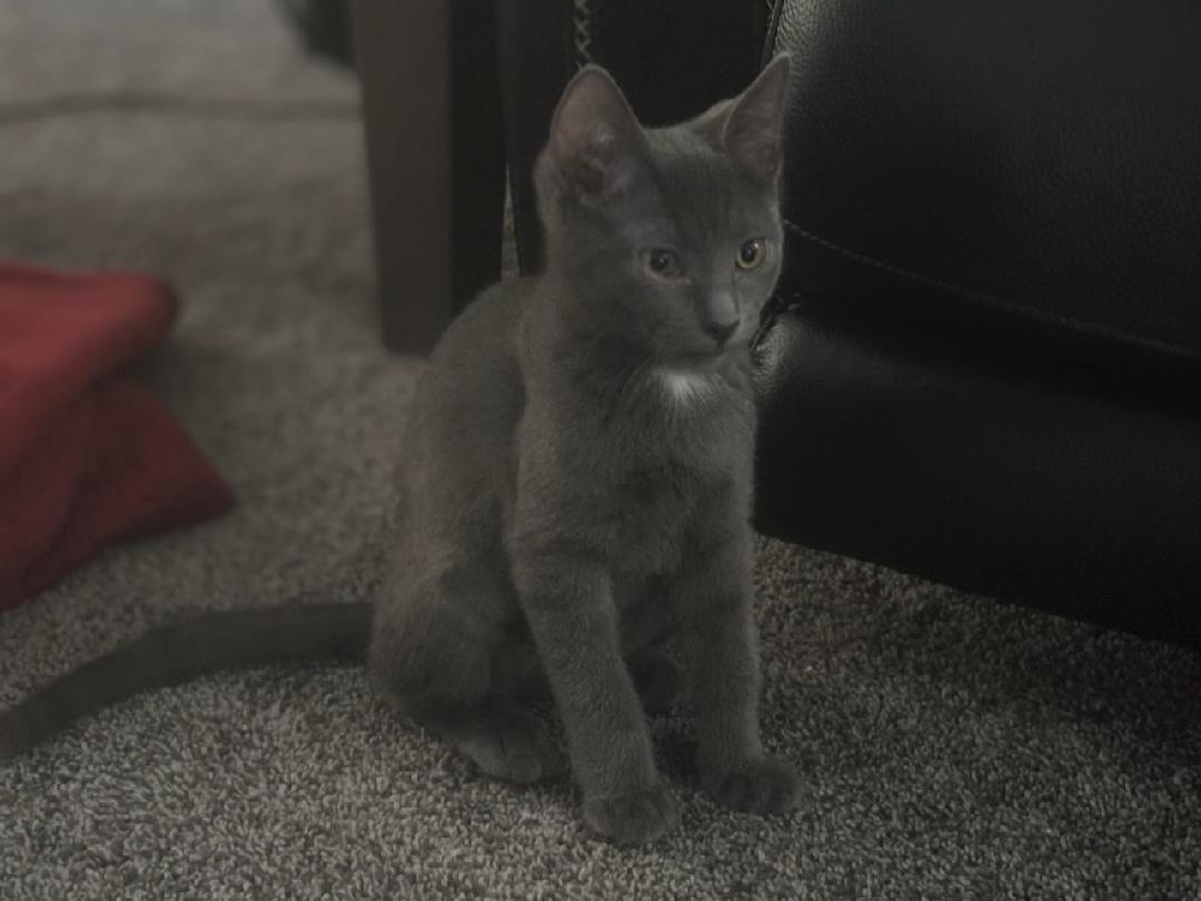 Taffy, an adoptable Domestic Short Hair in Twin Falls, ID, 83301 | Photo Image 2