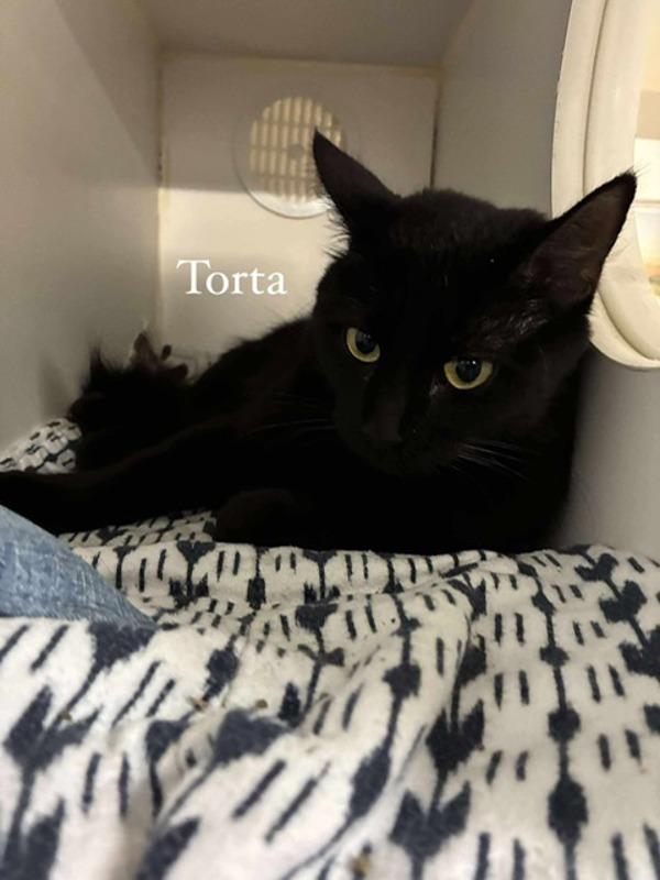 Torta
