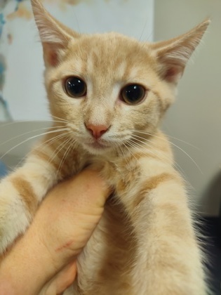 Akira $25 fostered see note