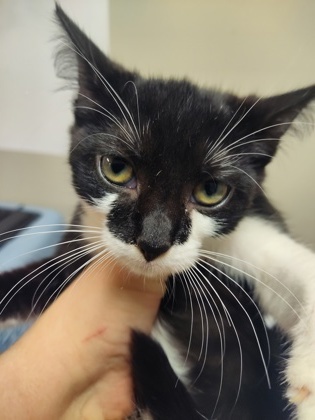 Magpie $25 fostered see note