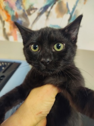 Franco $25 fostered see note