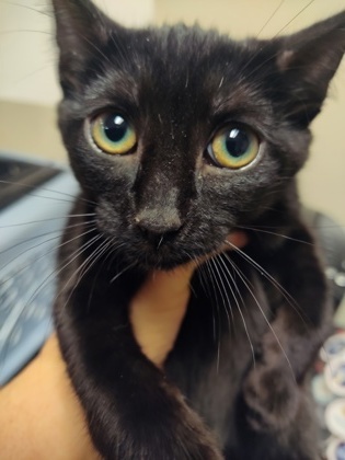 Sunda $25 fostered see note