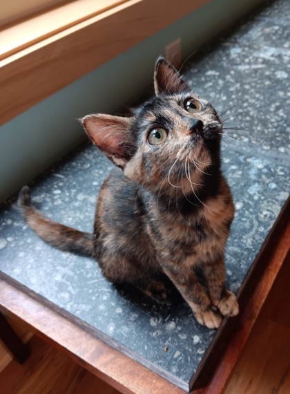 Tiny Bubble $25 fostered see note