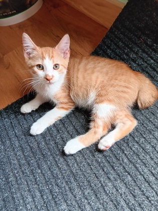 Carmello $75 fostered see note