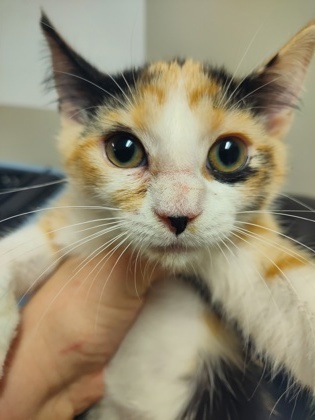 Phoebe $25 fostered see note