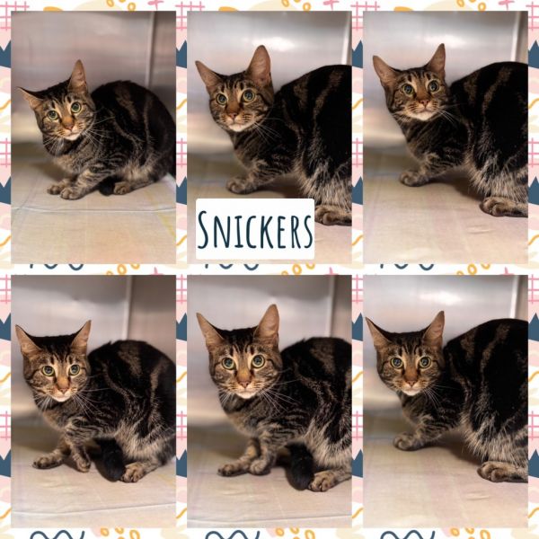 Snickers