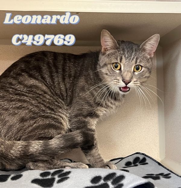 Leonardo