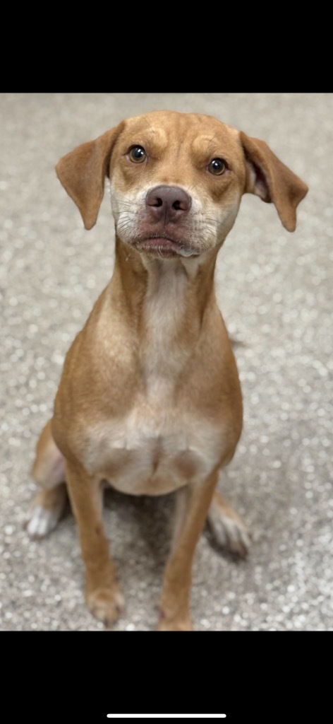 Poundcake, an adoptable Vizsla in Great Bend, KS, 67530 | Photo Image 1