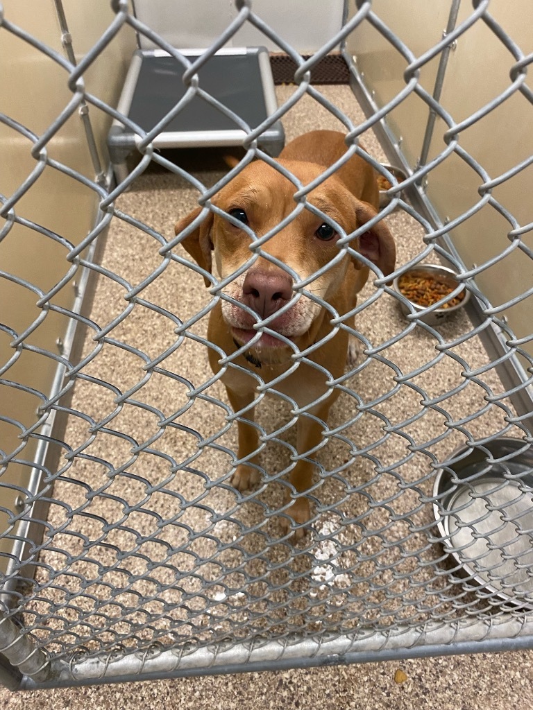 Poundcake, an adoptable Vizsla in Great Bend, KS, 67530 | Photo Image 2