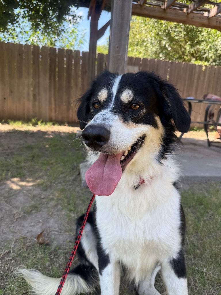 Spade, an adoptable Australian Shepherd, Border Collie in Great Bend, KS, 67530 | Photo Image 1