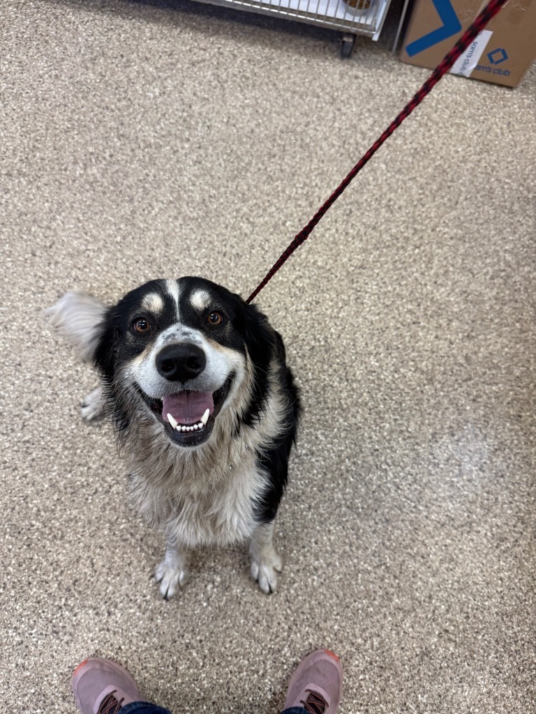 Spade, an adoptable Australian Shepherd, Border Collie in Great Bend, KS, 67530 | Photo Image 2