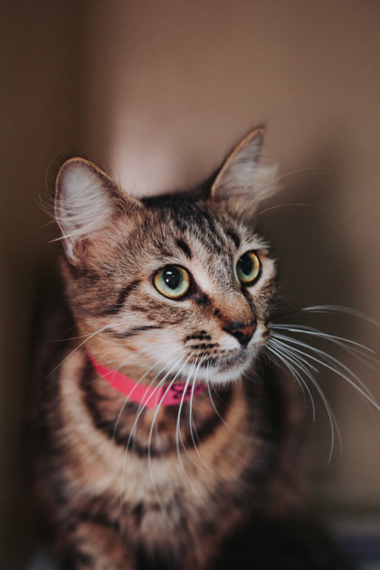 86201a Cleo- Pounce Cat Cafe