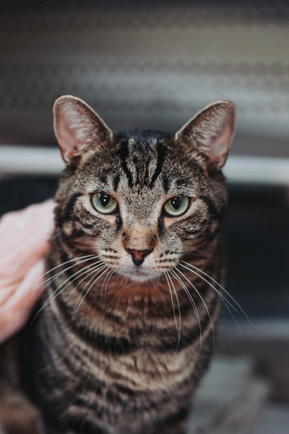 86078a Marvin- Pounce Cat Cafe