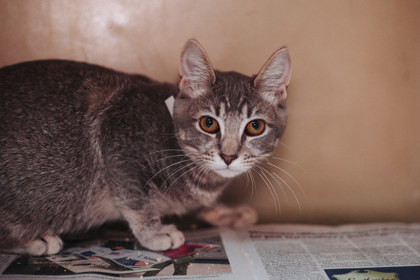 86203a Nala- PetSmart West Ashley