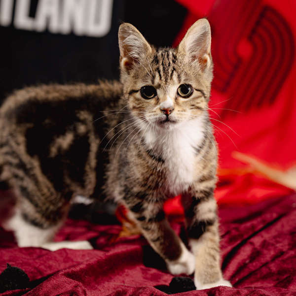 Meow Ming