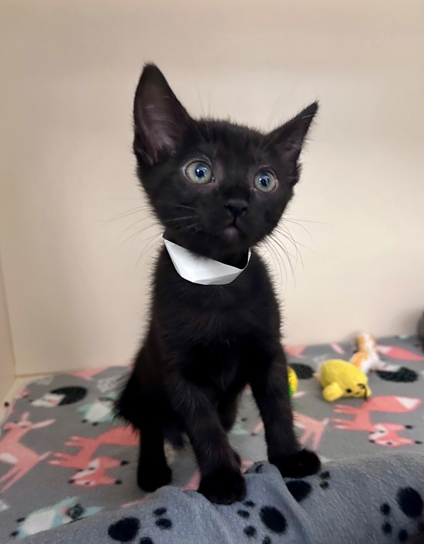 Archie