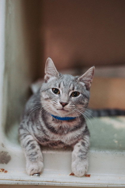 86202a Simba- PetSmart West Ashley