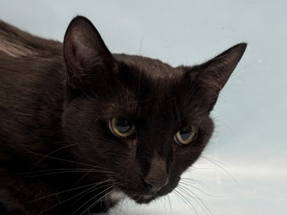 Frankie