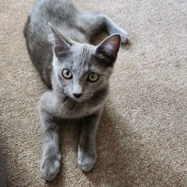 Dani