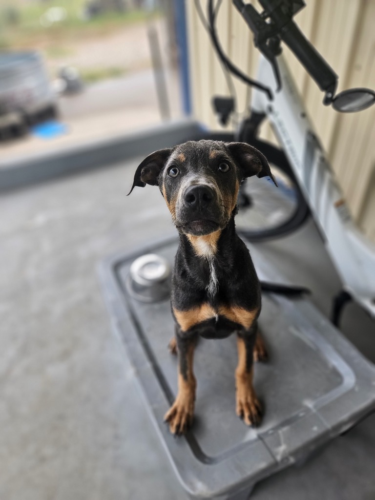 Rocky, an adoptable Doberman Pinscher, Mixed Breed in Pratt, KS, 67124 | Photo Image 1