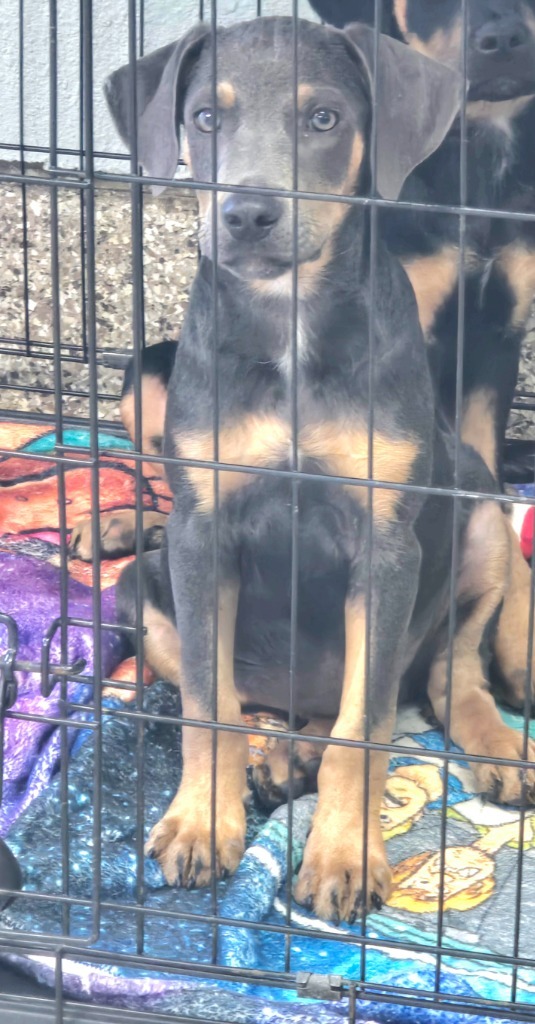 Rocky, an adoptable Doberman Pinscher, Mixed Breed in Pratt, KS, 67124 | Photo Image 2