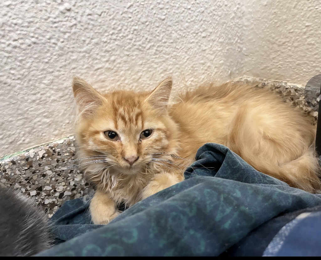 Astra, an adoptable Domestic Medium Hair in Pratt, KS, 67124 | Photo Image 1