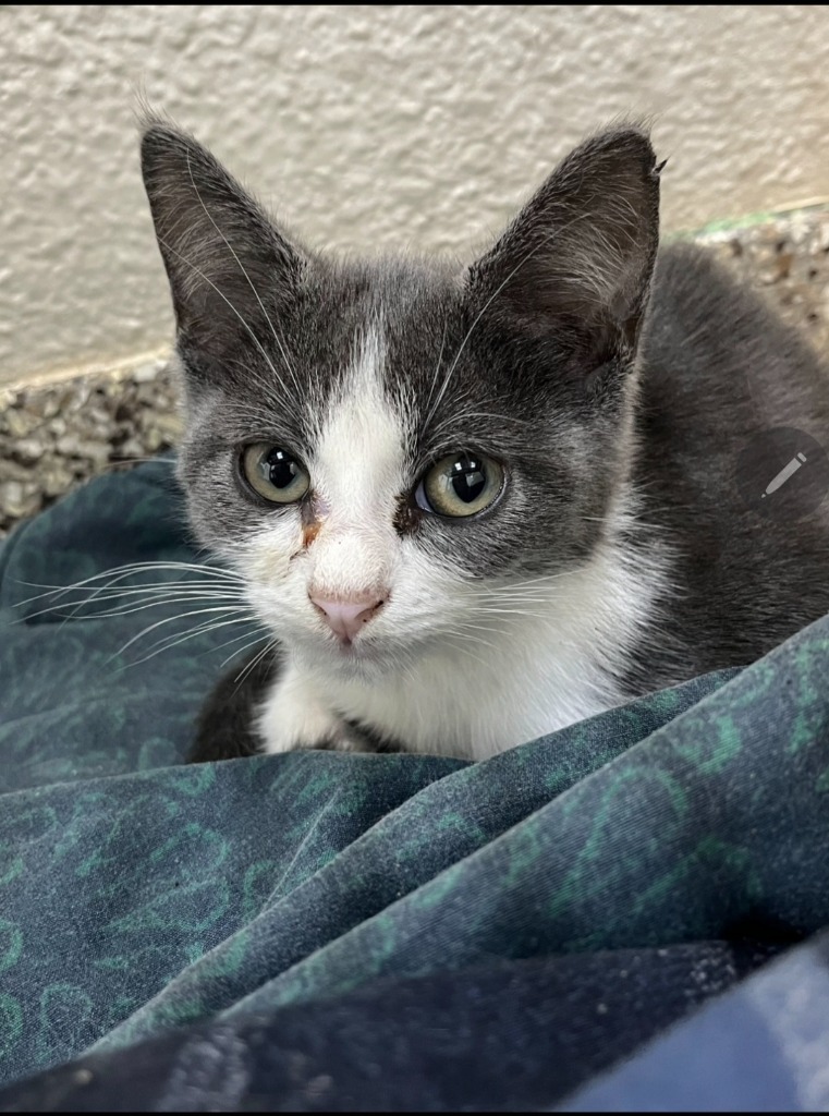 Lyra, an adoptable Domestic Short Hair in Pratt, KS, 67124 | Photo Image 1