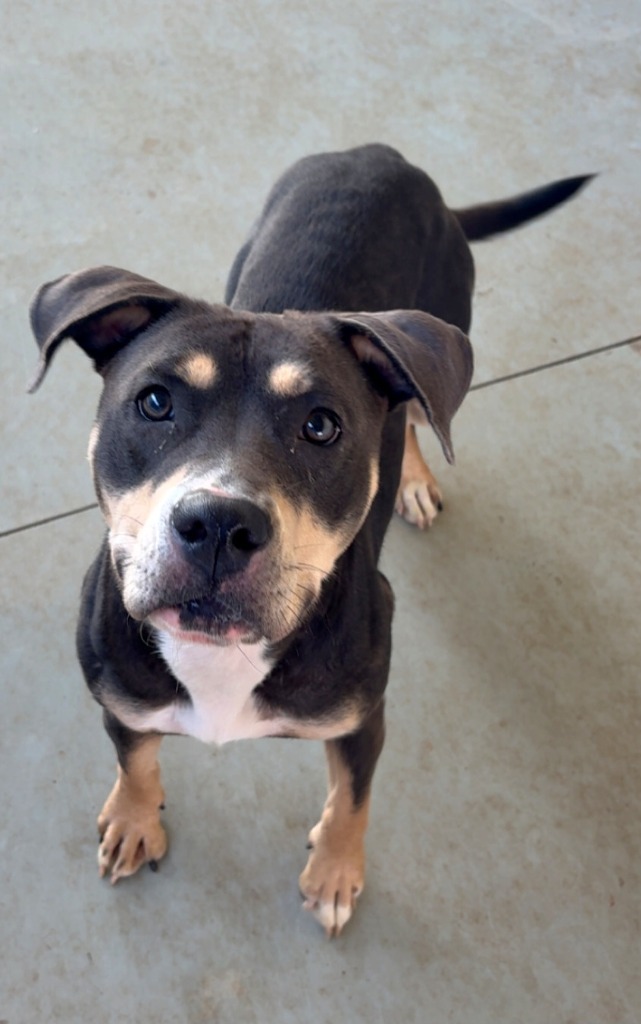 Delilah, an adoptable Pit Bull Terrier, Mixed Breed in Pratt, KS, 67124 | Photo Image 1