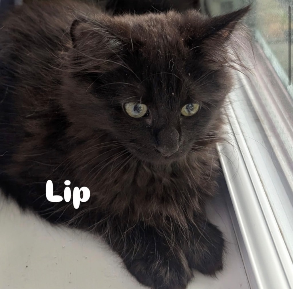 Lip Newportland