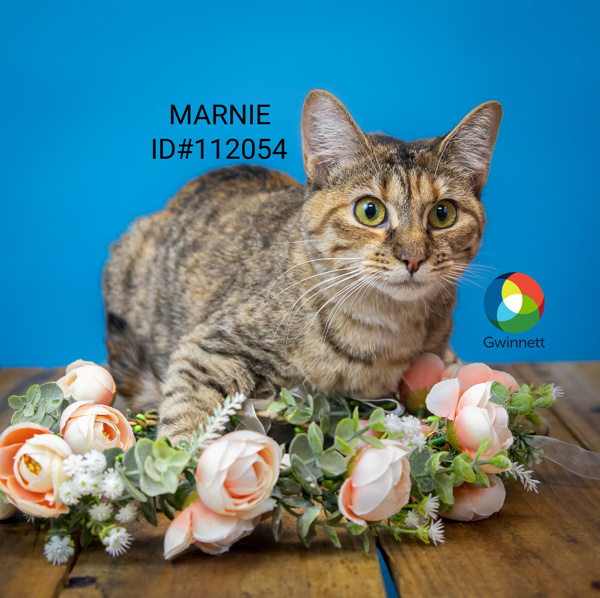 Nf-6 Marnie