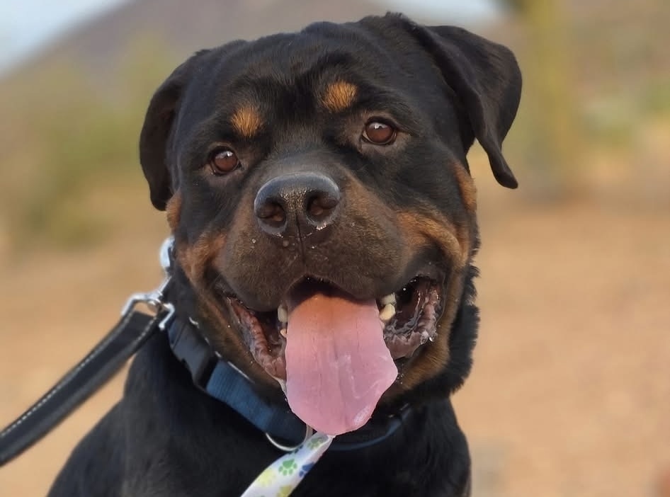 Brutus