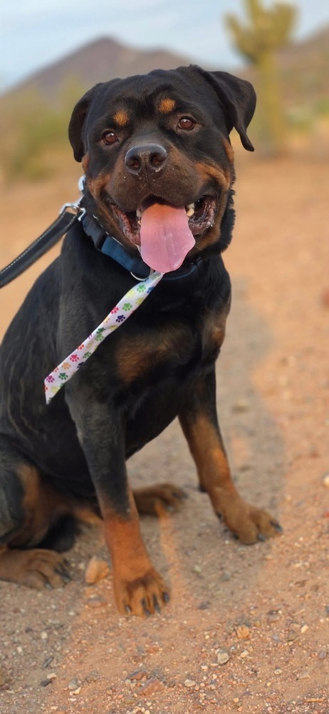 Brutus