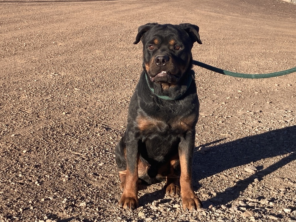 Brutus